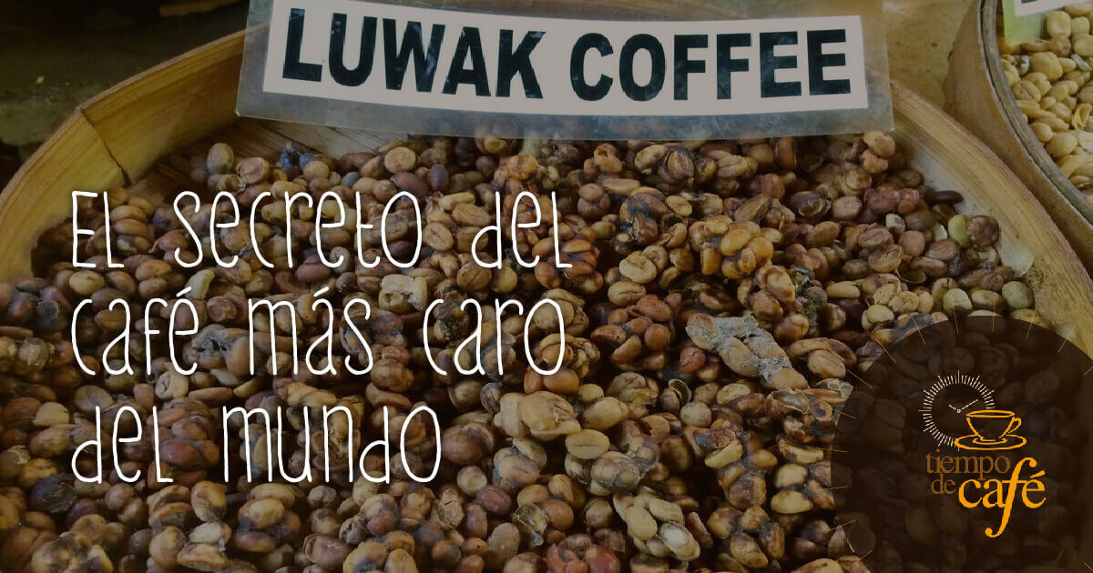 El secreto del café más caro del mundo